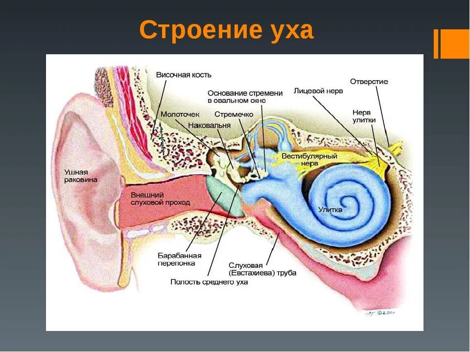 Анатомическое строение слухового анализатора. Структура уха человека схема. Схема внутреннего уха ушной раковины. Схема строения уха человека биология 8 класс. Внутреннее строение ушной раковины.