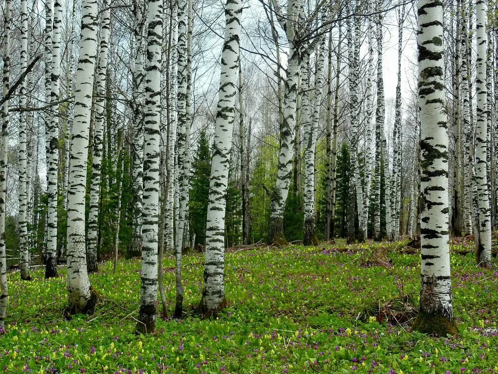 Курганская область березы. Береза чудо. Русская береза. Лес Курганской области. На каждой березке