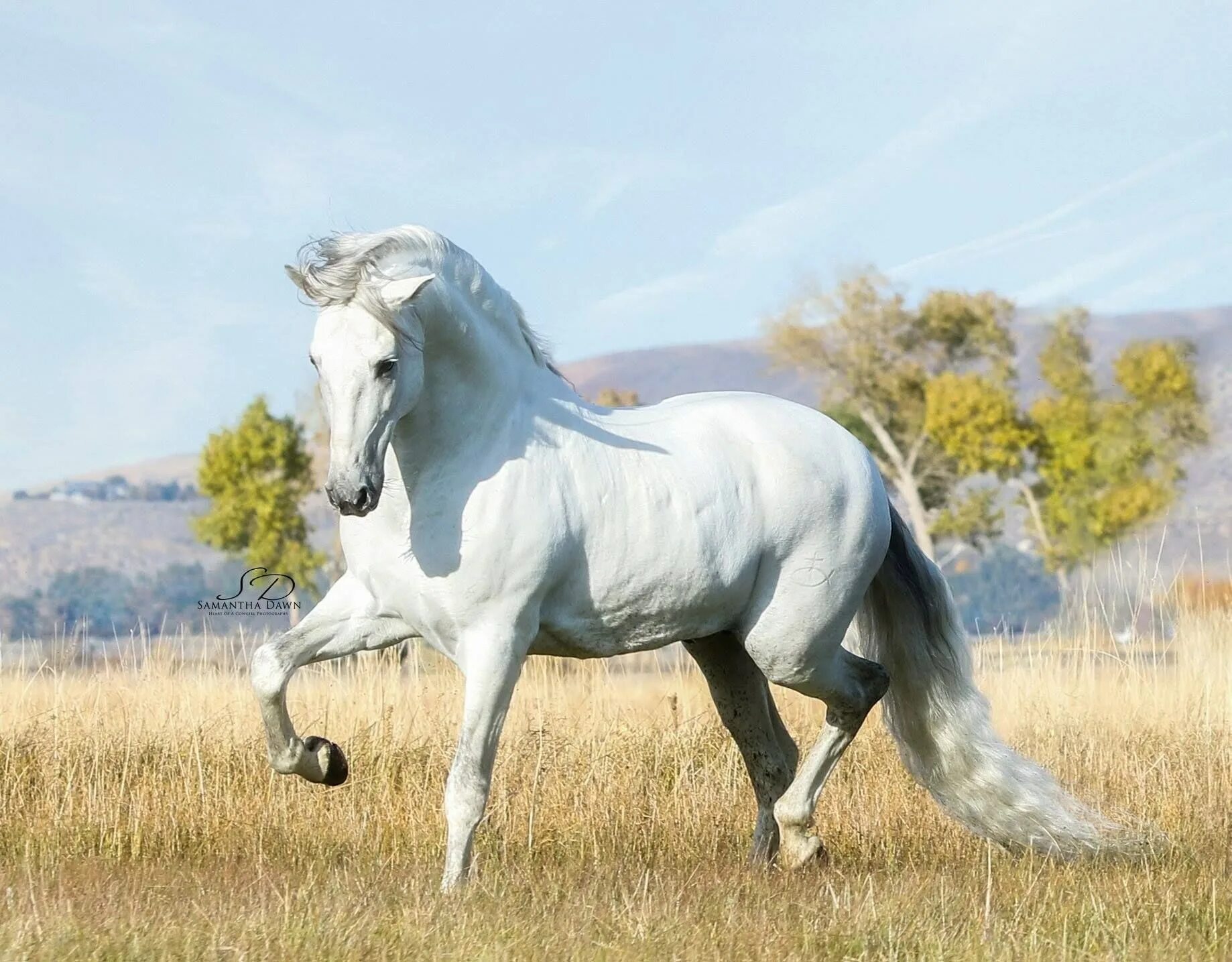 Белоснежные лошадки. Андалузская порода лошадей. Андалузская лошадь белоснежная. Породы лошадей Андалузская белая. Андалузская лошадь белая масть.