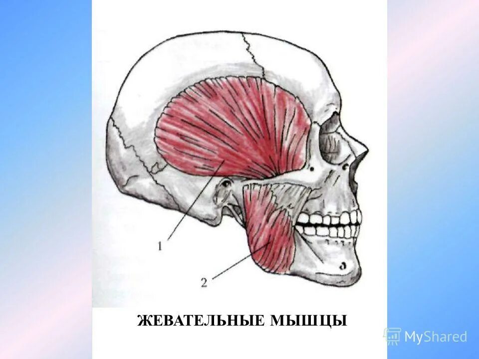 жевательные мышцы вид спереди. M masseter мышца. массетер анатомия. топография жевательных мышц. жевательные мышцы нижней челюсти анатомия.