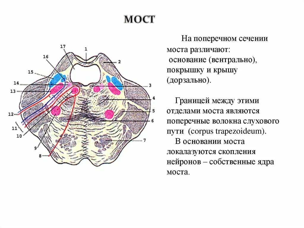 Ядра моста мозга. Поперечный срез моста головного мозга. Строение моста на поперечном срезе схема. Поперечный срез моста анатомия схема. Варолиев мост строение анатомия.