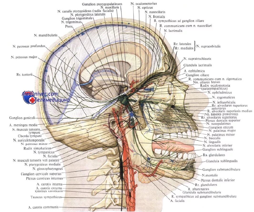 5 Пара тройничный нерв анатомия. Топография головы Черепные нервы.. 5 Черепной нерв анатомия. Нервная система черепа человека анатомия. Нервная система латынь