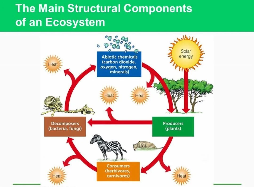 Ecosystem structure. What is an ecosystem. Energy Flow in ecosystem. Ecosystems and environment.