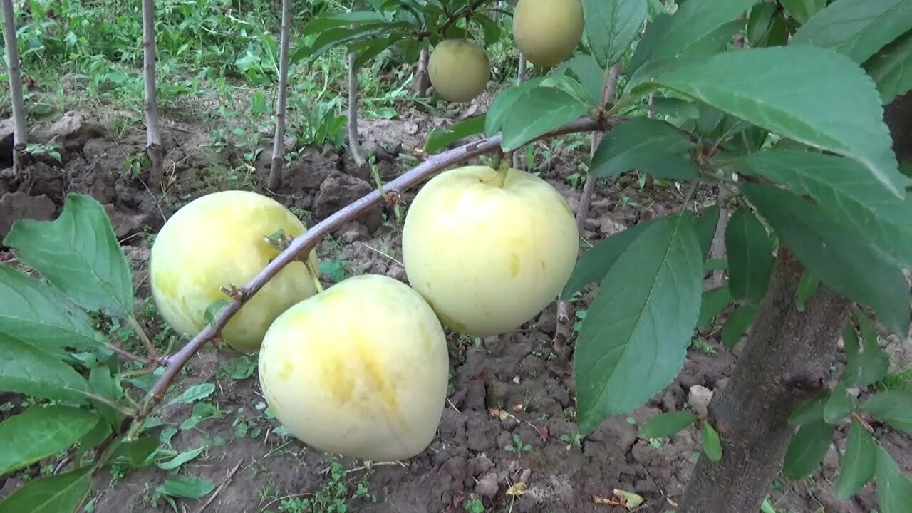 Шарафуга саженцы описание сорта фото. Алыча шарафуга. Шарафуга (гибрид) Голд. Слива абрикос гибрид шарафуга.