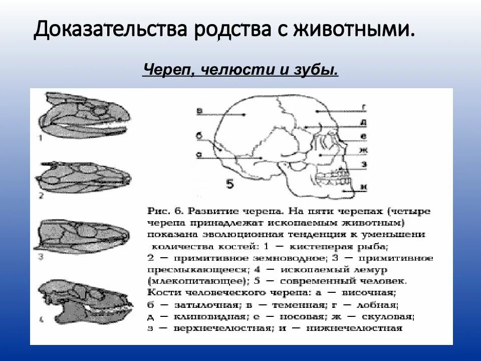 Сравнительно-анатомические доказательства рудименты. Суть эмбриологического доказательства родства человека с животными. Доказательства родства человека с млекопитающими животными. Доказательства родства человека с животными. Доказательства родства человека с животным.