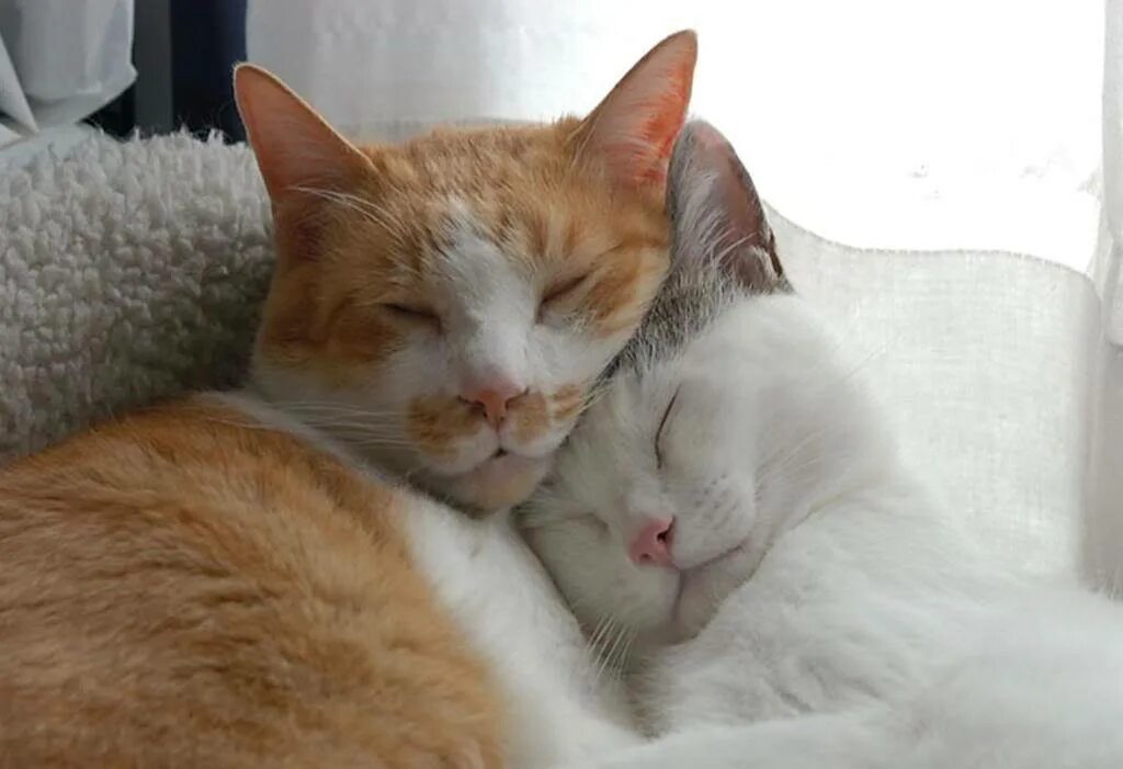 Рядом со мной кот. Рядом со мной кот