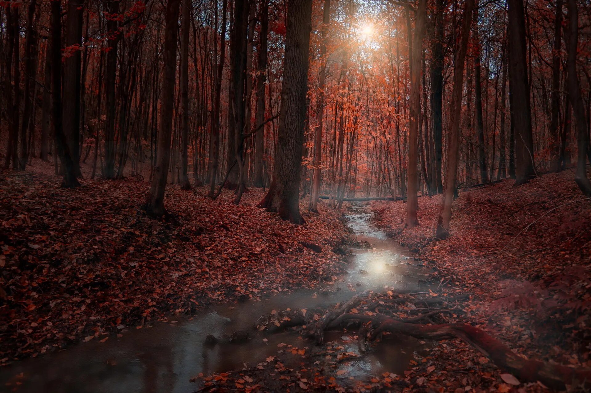 Красный лес участок. Мрачный лес. Мрачная осень. Мрачный осенний лес. Темная осень.