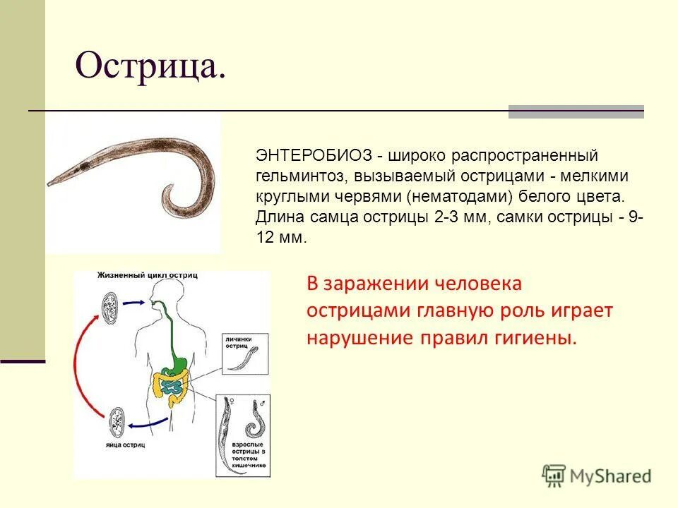 Острицы эффективное лечение. Тип круглые черви Острица. Острицы круглых червей. Аскаридоз симптомы острицы. Человеческая Острица Тип червей.