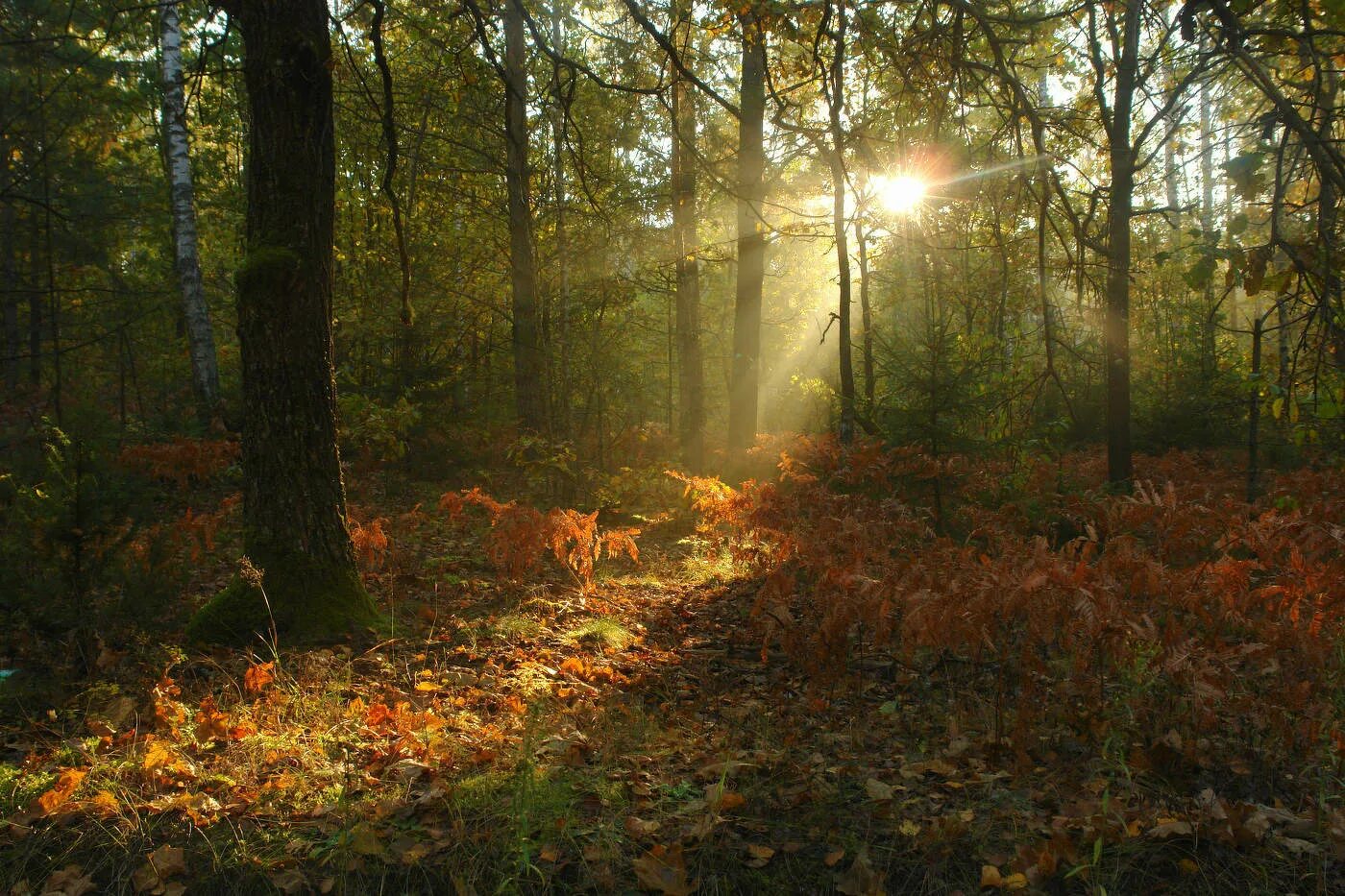 Пробуждающийся лес. Пробуждение леса утром летом Омск. Туманный лес солнечное затмение. Пробуждение леса