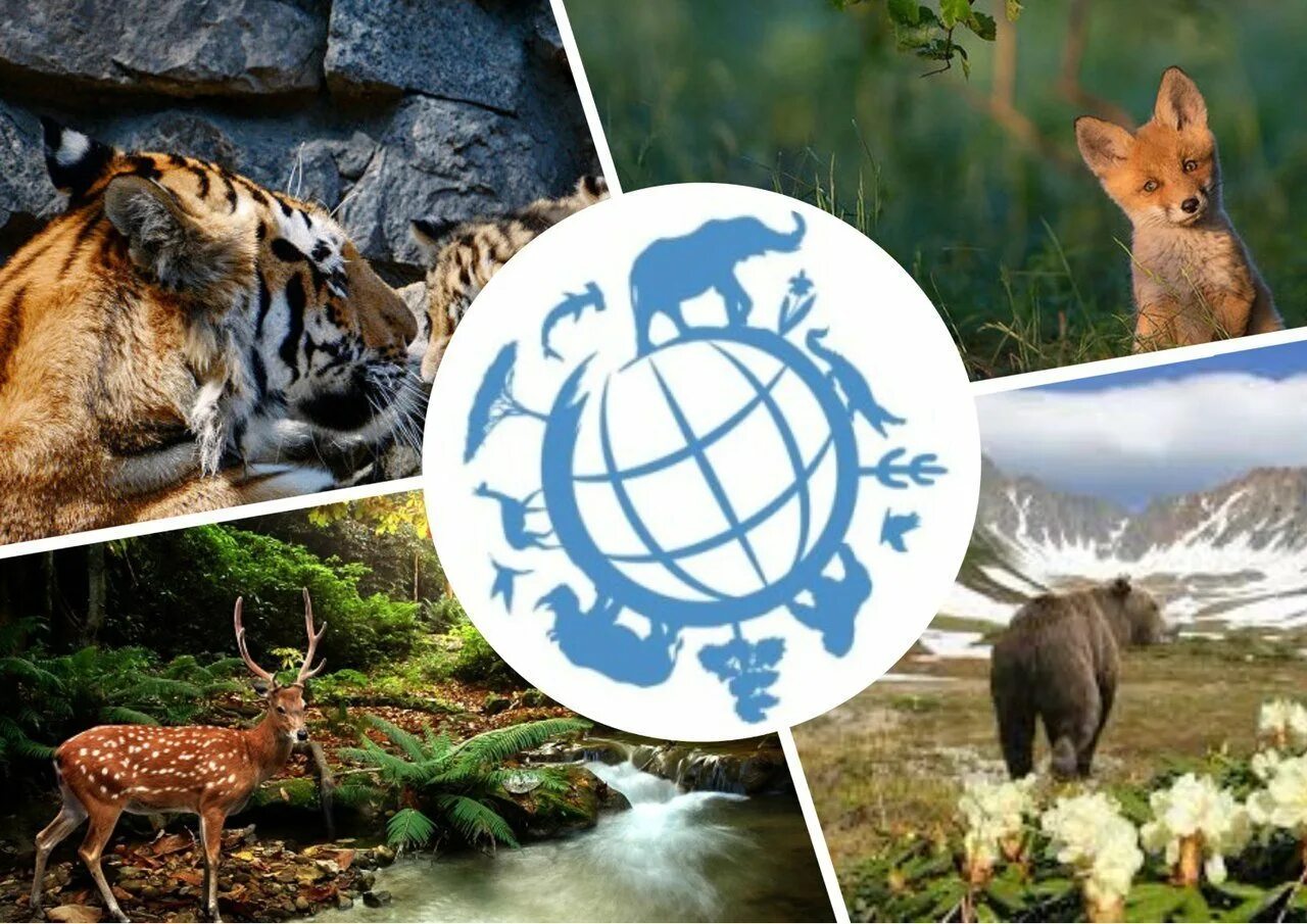 Видовое разнообразие животных леса. Виды биоразнообразия. Защита Флоры и фауны природы. Охрана животных.