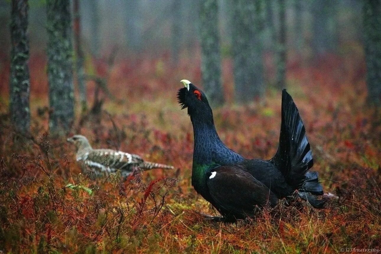 Автор глухаря. Глухарь (tetrao urogallus). Косач рябчик глухарь. Автор глухаря. Обыкновенный глухарь.