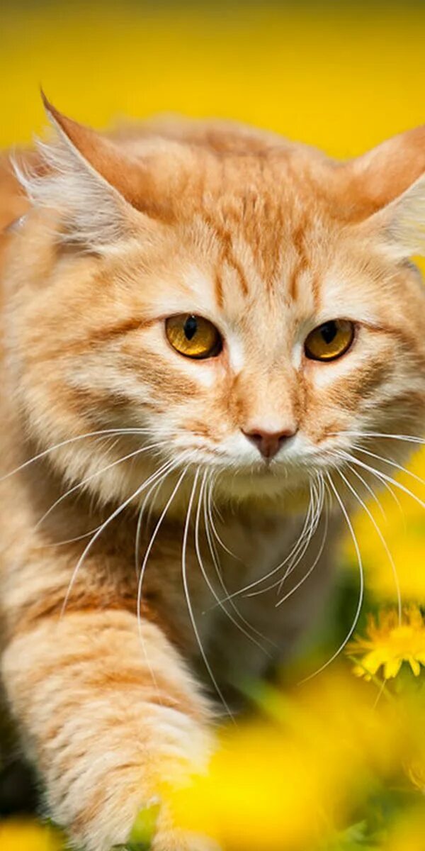 Кошечка желтая. Желтый кот. Желтый котенок. Желто рыжий кот. Желтенький котик.