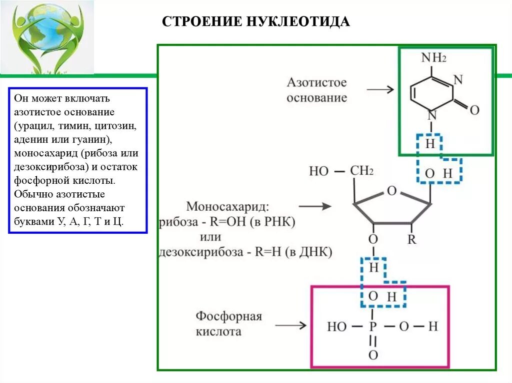 Гуаниновый нуклеотид. Урацил рибоза остаток фосфорной кислоты. Рибоза аденин урацил фосфорная кислота. 2 Дезоксирибоза аденин и фосфорная кислота. Тимин и рибоза.