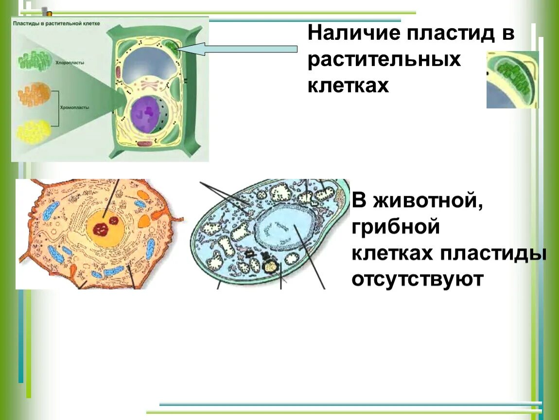 Наличие в клетках хлоропластов