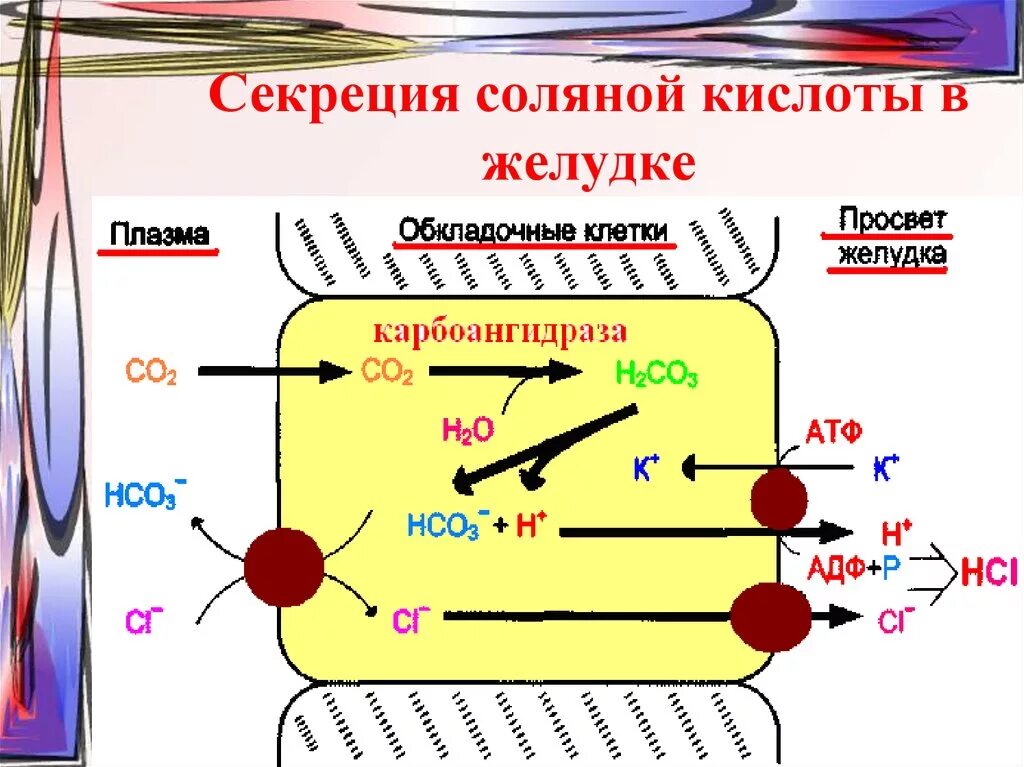 Схема механизм образования соляной кислоты в желудке. Механизм образования соляной кислоты. Схема секреции соляной кислоты в желудке. Механизм секреции соляной кислоты париетальной клетки.