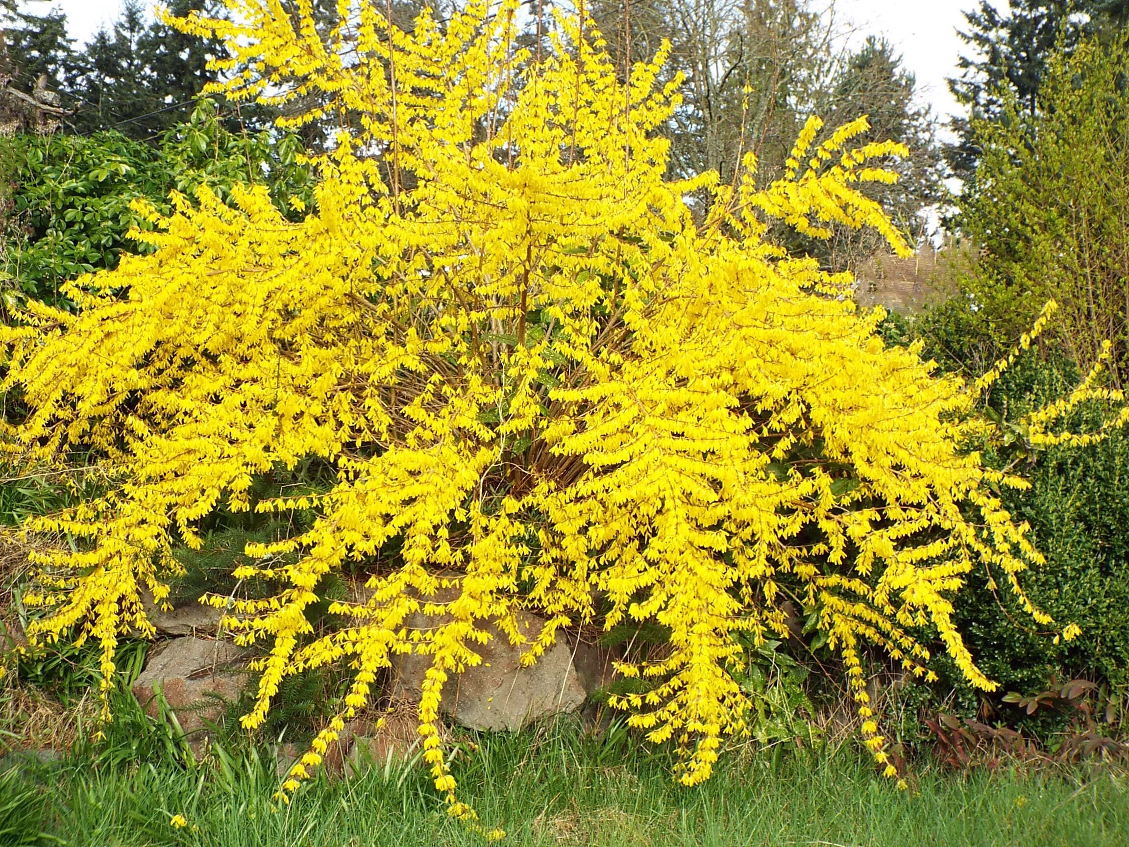 Форзиция пониклая "Forsythia suspensa". Форзиция спринг Глори. Форзиция Миллидор. Форзиция европейская. Куст желтого цвета весной