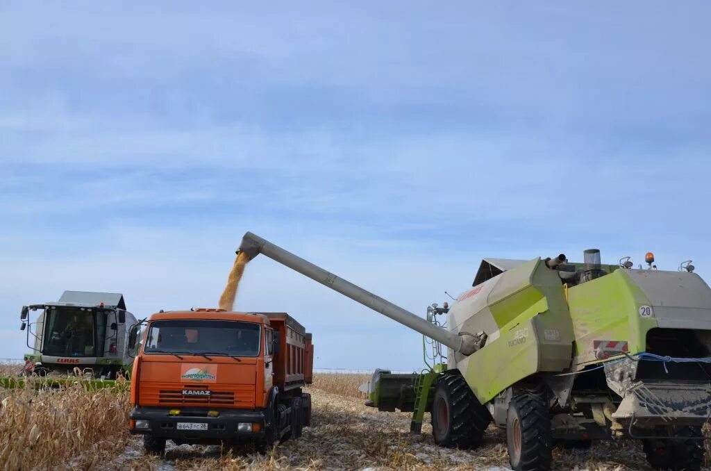 Мишка вскопал грядку площадью 10м2