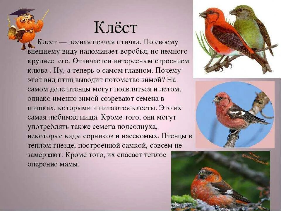 Сообщение о птице 2 класс. Клест еловик описание. Клест описание. Птица Клест рассказ 1 класс. Клёст птица описание.