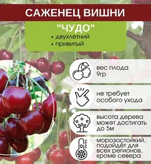 Вишень ли сентябрь 2024
