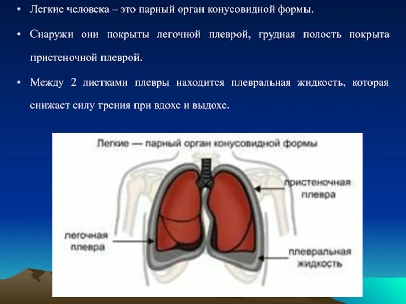 Легкие покрыты снаружи оболочкой. Лёгкие человека плевральная полость. Снаружи легкие человека покрыты. Легкое человека плевра.