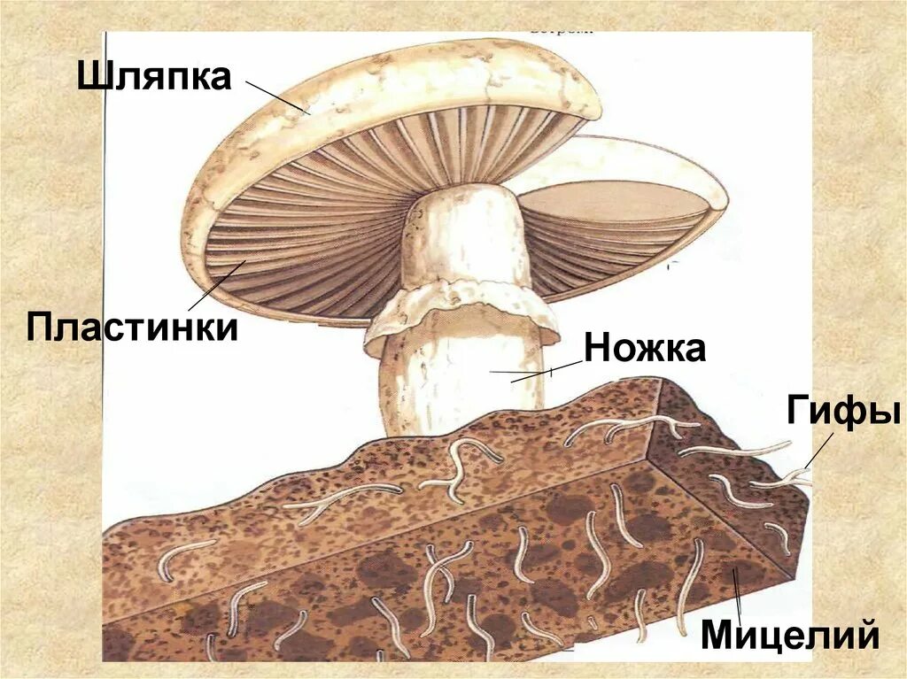 Простейшие грибы. Фрагмент пластинки шляпки мухомора под микроскопом. Гриб с масляной шляпкой и пластинками под шляпкой. Гриб с двумя разными пластинками под шляпкой. Шляпка гриба покрытая