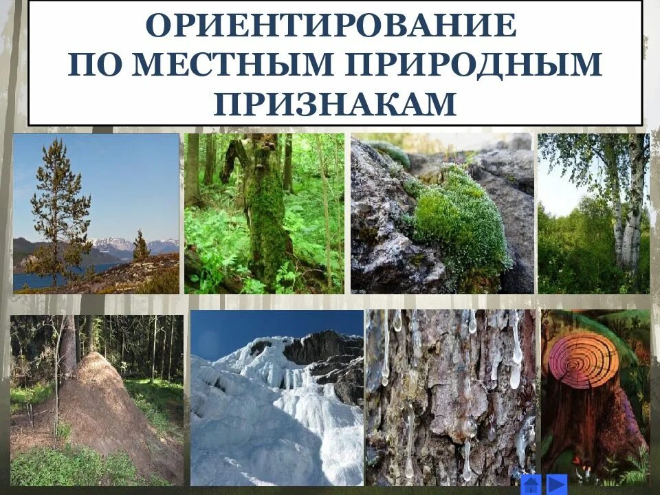 Ориентирование по природным признакам. Ориентир по природным признакам. Ориентирование на местности по природным признакам. Ориентирование по местности по природным признакам.