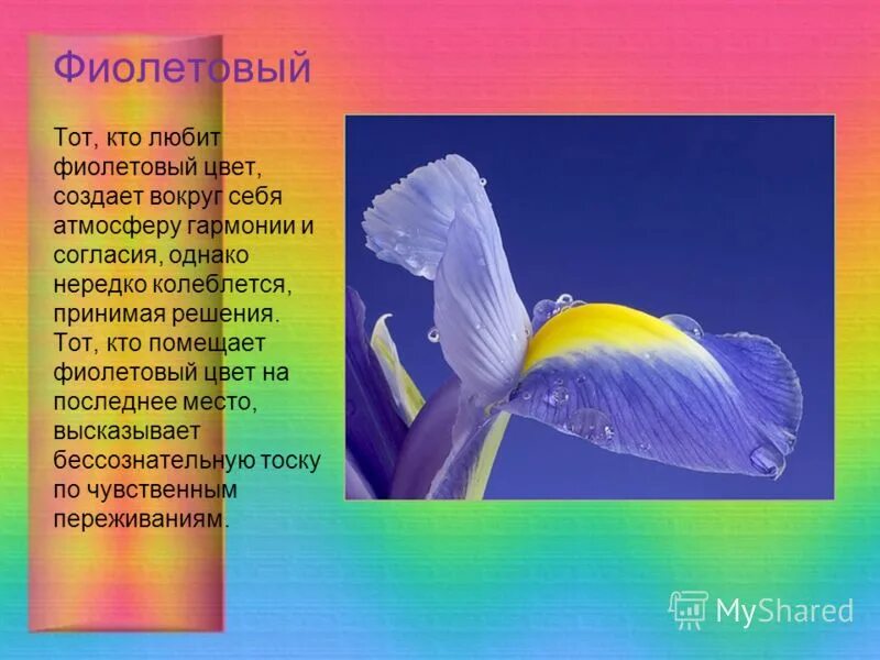 Какие люди любят фиолетовый. Кто любит фиолетовый цвет. кто любит фиолетовый цвет психология. для тех кто любит фиолетовый цвет. если любимый цвет фиолетовый.