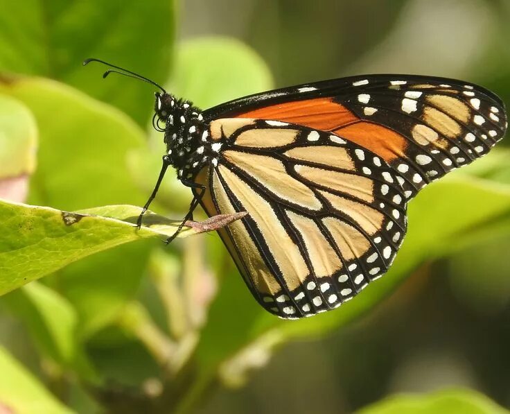 Butterfly does