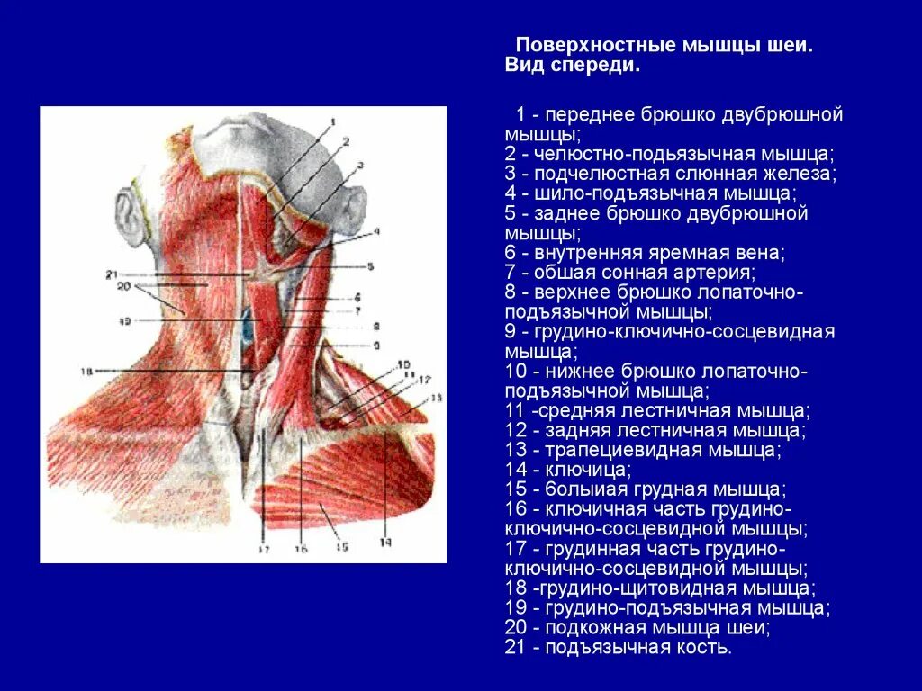 Внутреннее строение шеи