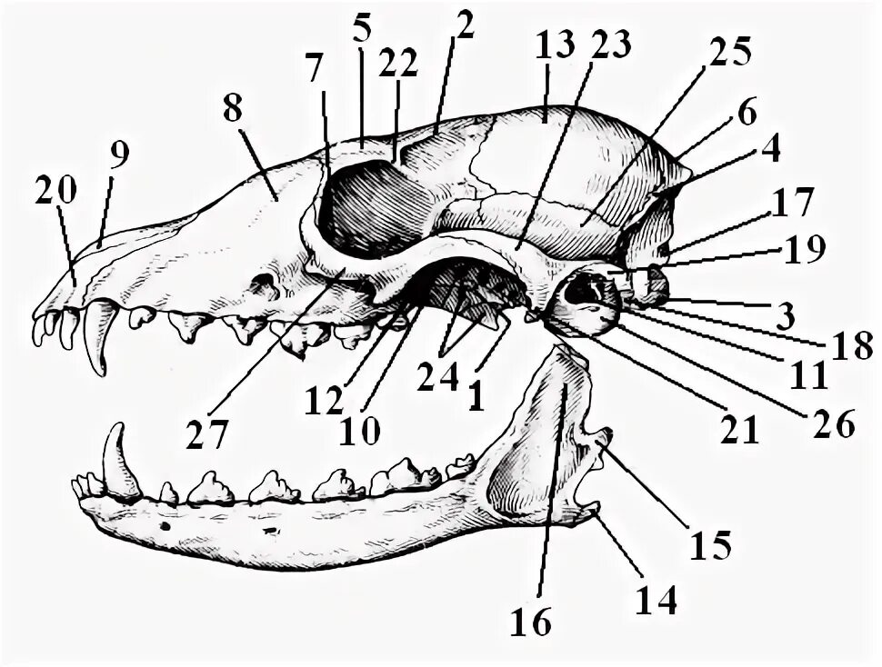 Соединение костей черепа млекопитающих. Череп лисы сбоку. Скелет черепа млекопитающих схема. Череп лисицы строение. Череп лисицы снизу строение.