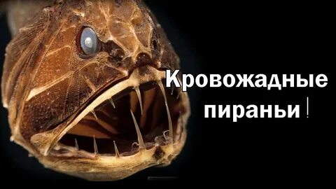 Scary fish