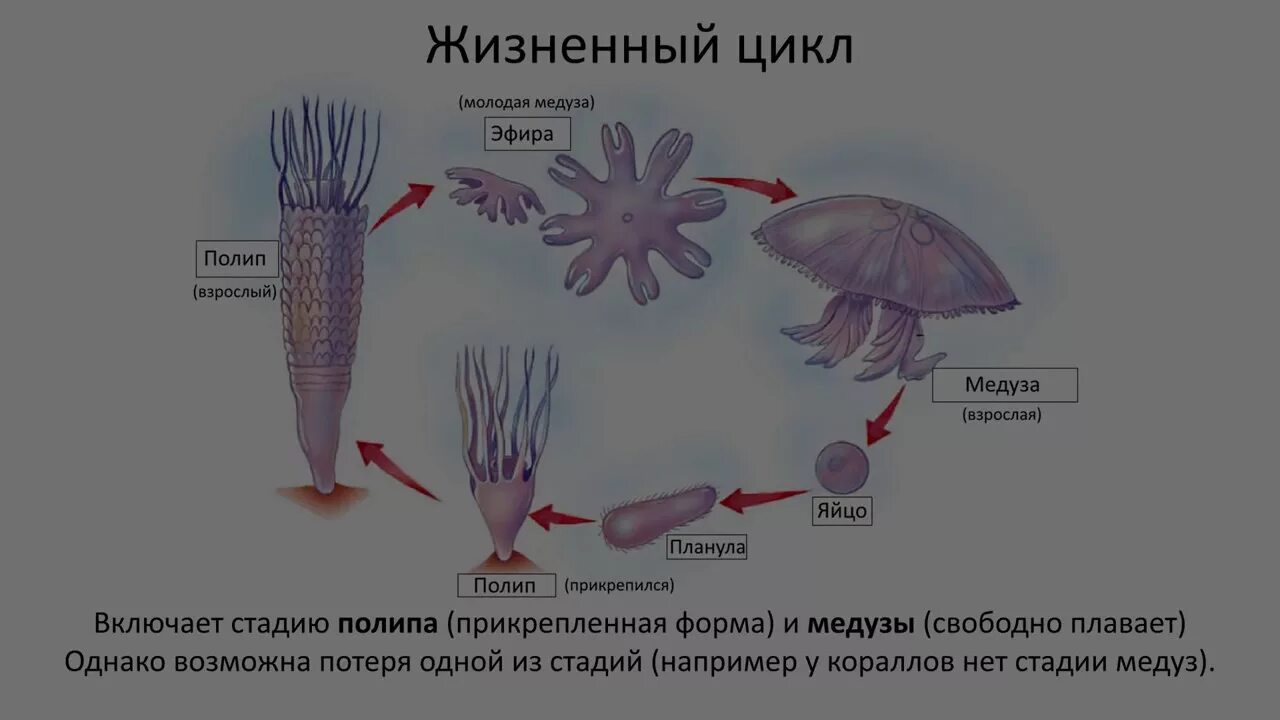 Стадия жизненного цикла медузы. Жизненный цикл сцифоидных полипов. Жизненный цикл сцифоидных медуз схема. Коралловые полипы развитие жизненный цикл. Схема развития кишечнополостных.