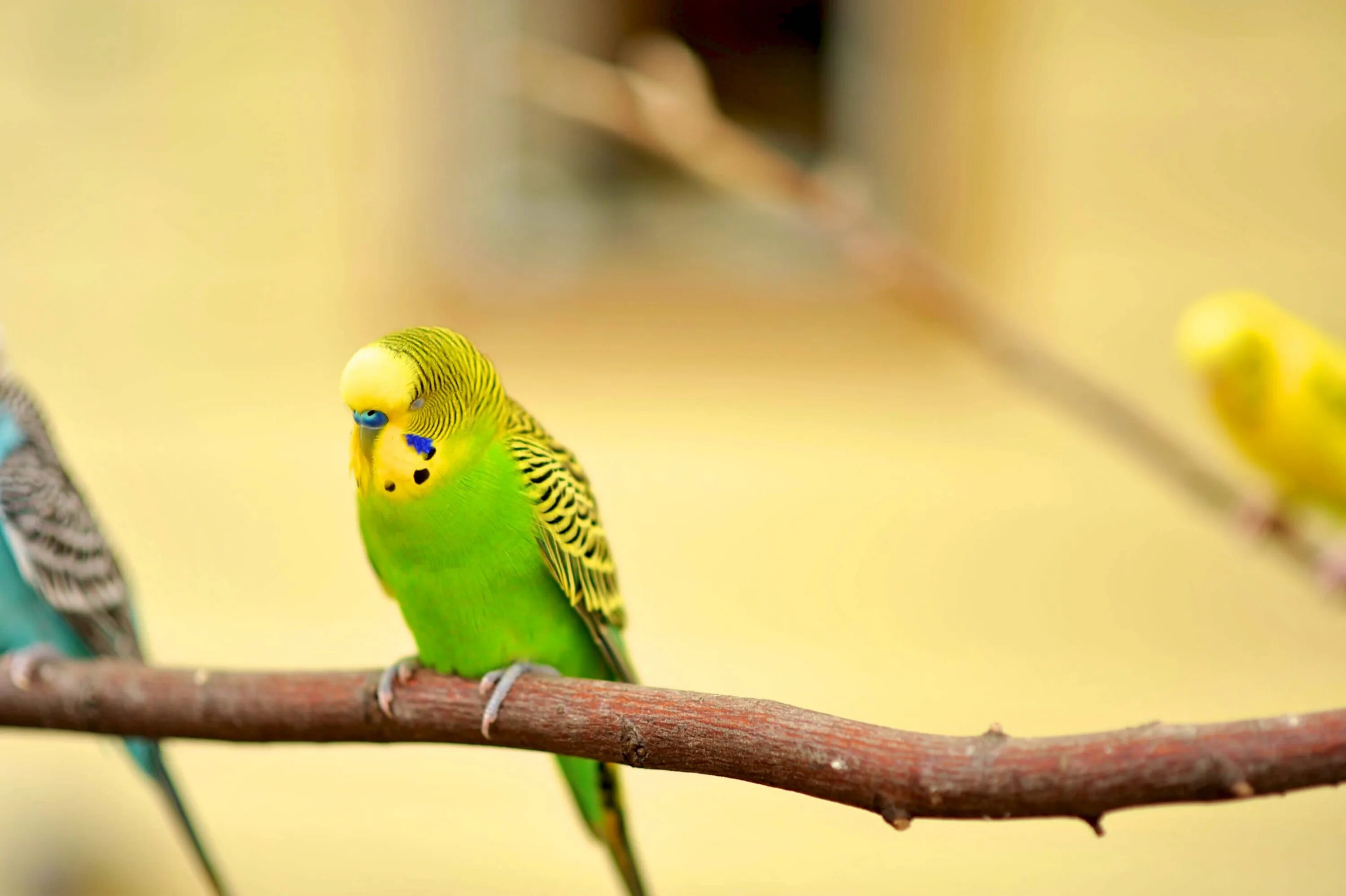 Попугай зеленый волнистик. Попугаи волнистые попугайчики. Канареечный волнистый попугай. Волнистый попугайчик желтый.
