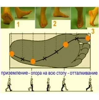 Правильная работа стопы