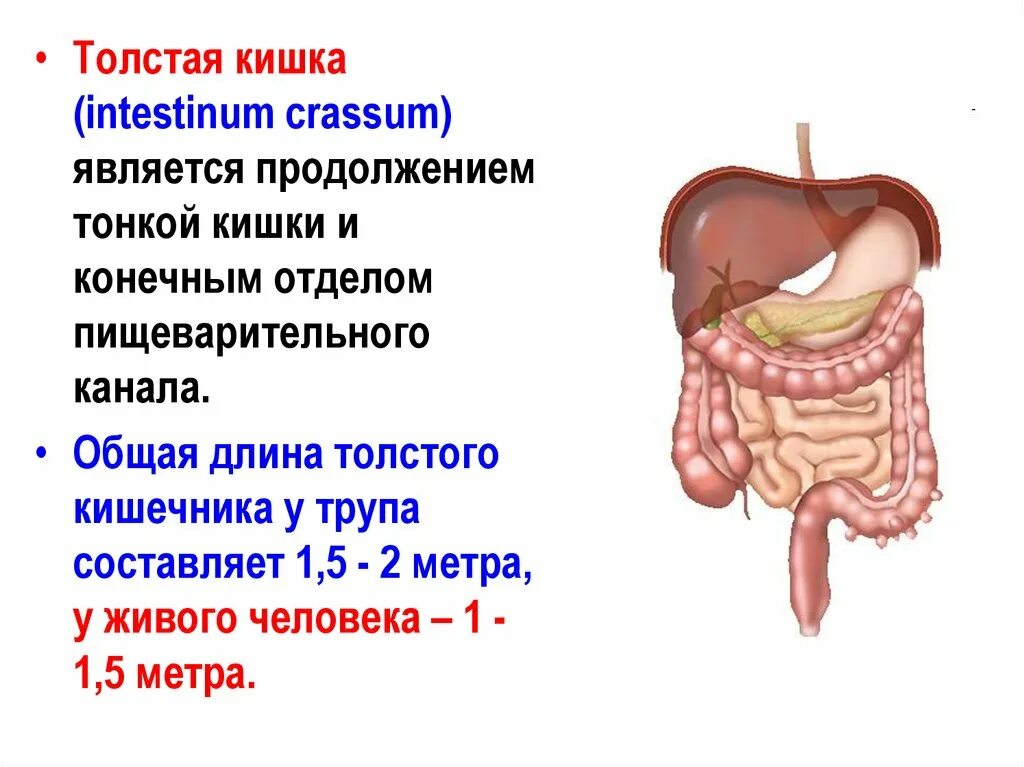 В тонкую кишку открываются. Отделы тонкого кишечника и Толстого кишечника. Отделы толстой кишечника человека. Длина и отделы тонкого и Толстого кишечника. Длина тонкого и Толстого кишечника человека.