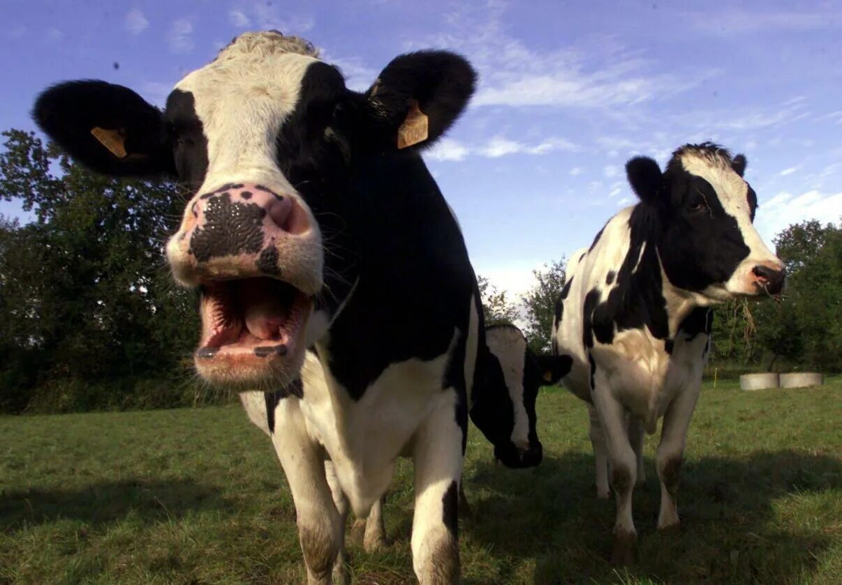 У коровы нет жвачки что делать. Жвачка у коровы. Жвачная корова. Корова жует жвачку. Корова жует.
