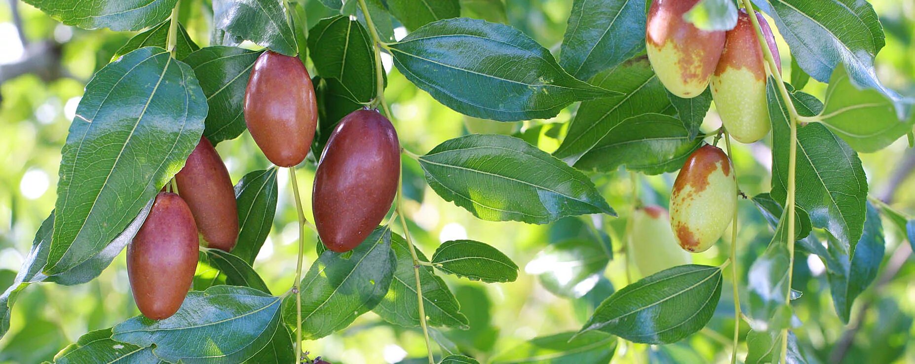 Унаби (китайский финик, зизифус). Саженцы деревьев крыма. Саженцы яблони черешни абрикоса. Яблоневые сады краснодарского края. Саженцы алыча гек.
