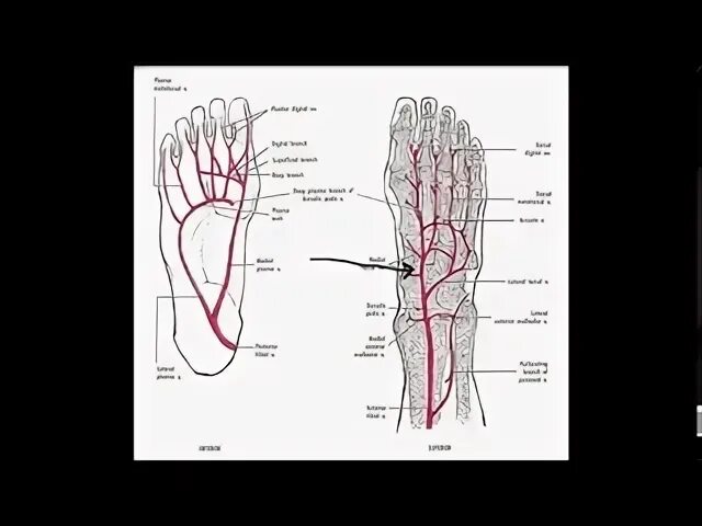 Анастомозы стопы артериальные. Артерии стопы анастомозы. Положение для нормального кровоснабжения стопы. Пульсация артерий стопы