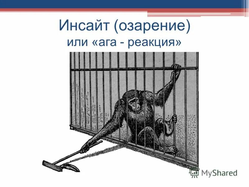 Инсайт примеры. Феномен инсайта. Инсайт для презентации. Инсайт в психологии. Инсайт у животных примеры.