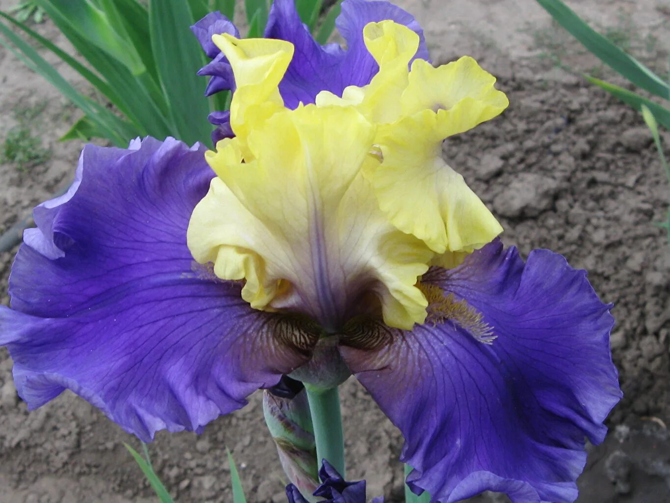 ирис крупный. ирис королевский цветок. ирис водопад виктория. ирис rajasthan. ирисы макросъёмка.