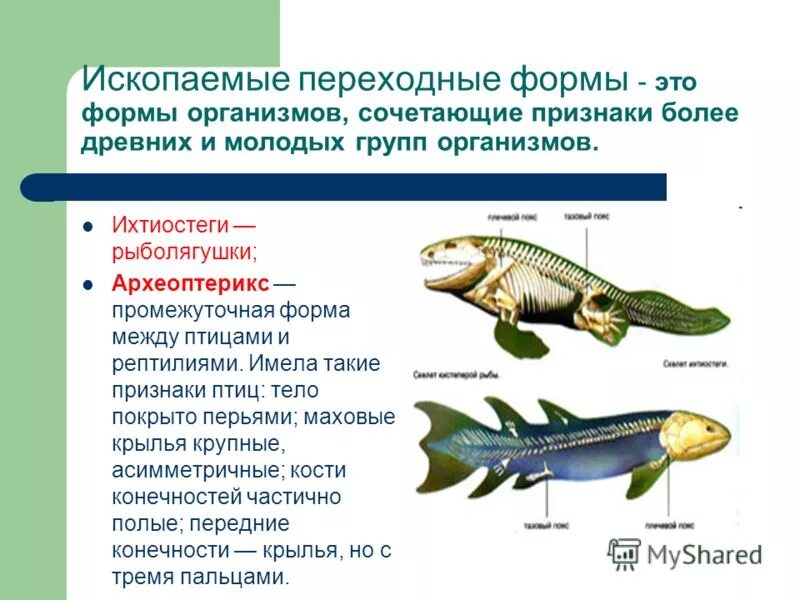 кистеперые рыбы дали начало первым пресмыкающимся ихтиостегам