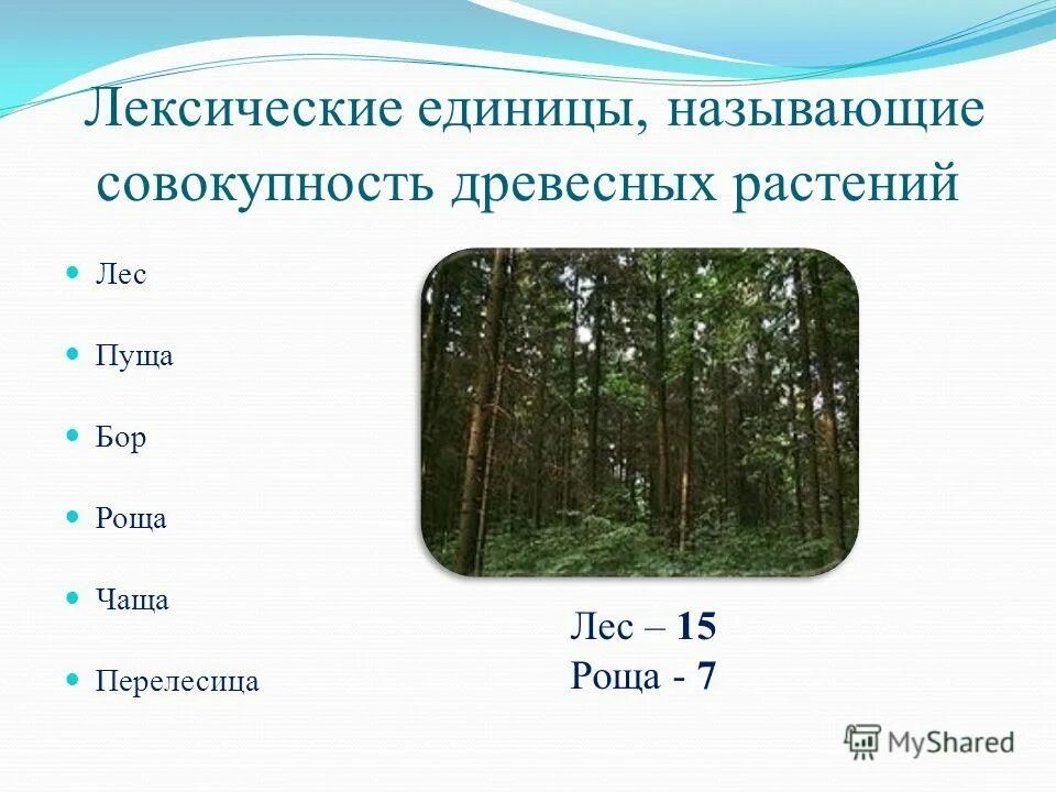 Чаща это определение. Значение слова чаща роща тайга бор. значение слова чаща и роща. роща чаща разница.