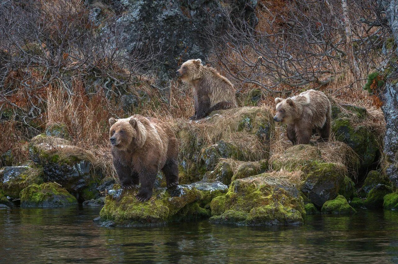 Медведь в лесу. Пейзаж с медведями. Медведь на водопаде. Медведица с медвежатами.