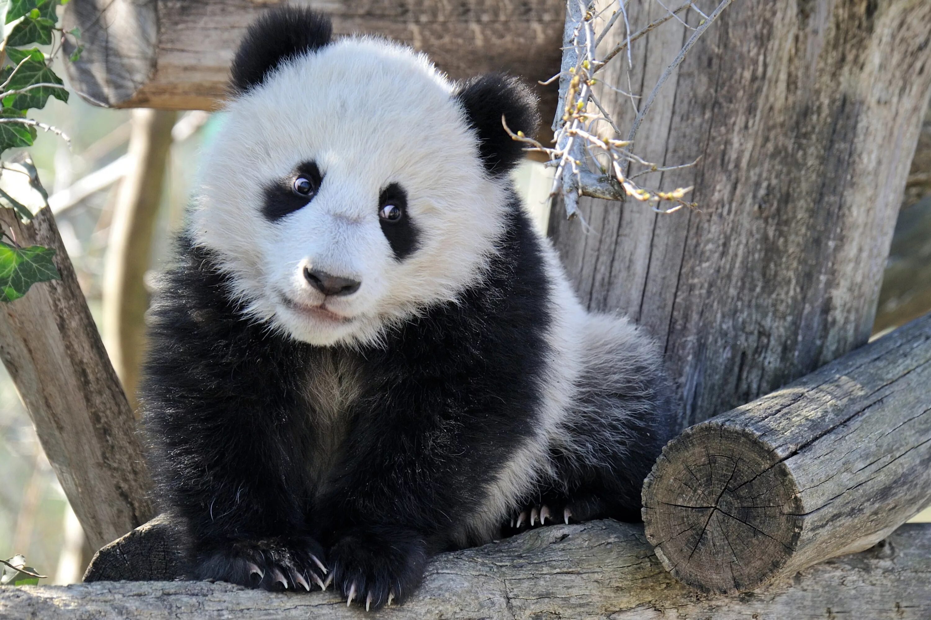 Панда обыкновенная. Большая Панда. Медвежонок Панда. Пананджа. Большая панда медведь