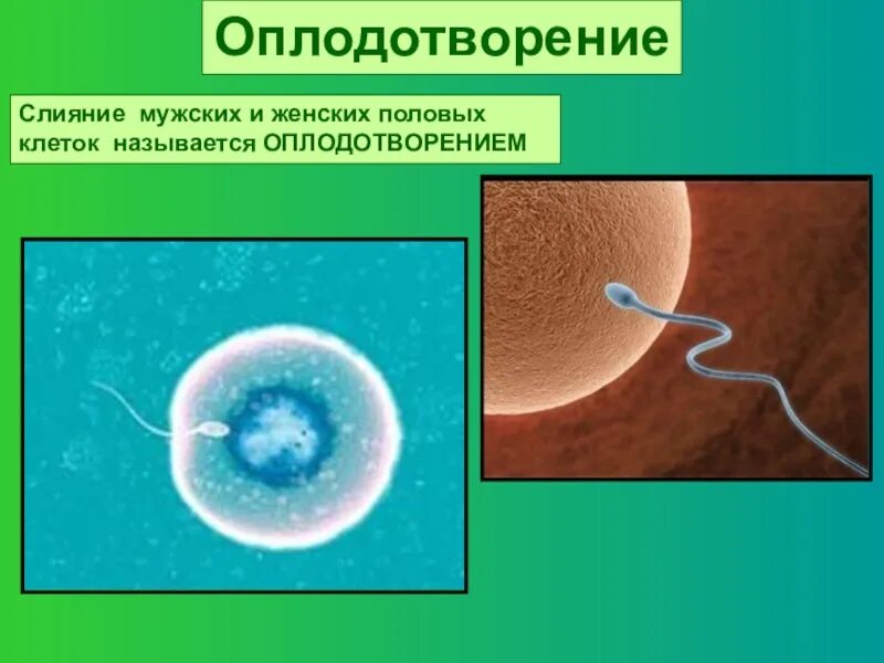 Оплодотворение только при наличии воды. Слияние половых клеток. Слияние женской и мужской половых клеток. Оплодотворение. Слияние двух половых клеток.