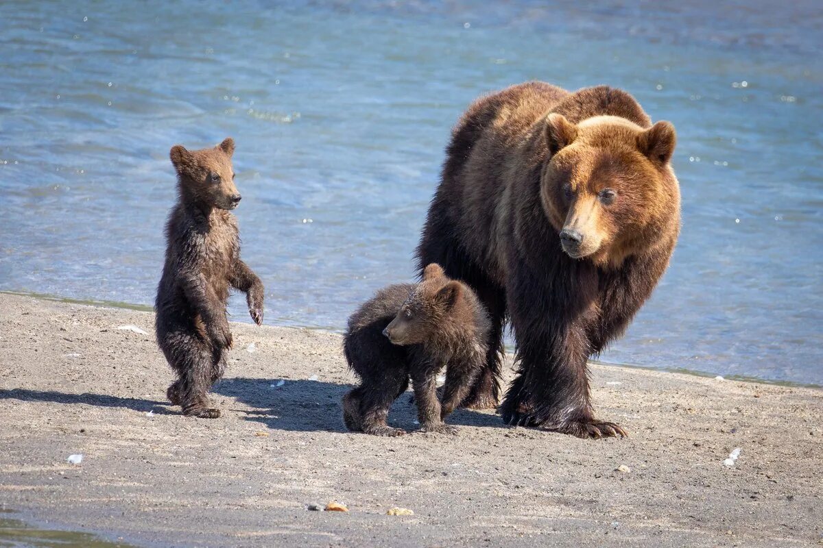 Где живет камчатский медведь. Камчатка медведи. Медведь Медведица Медвежонок. Медведица с медвежатами. Медведь фото.