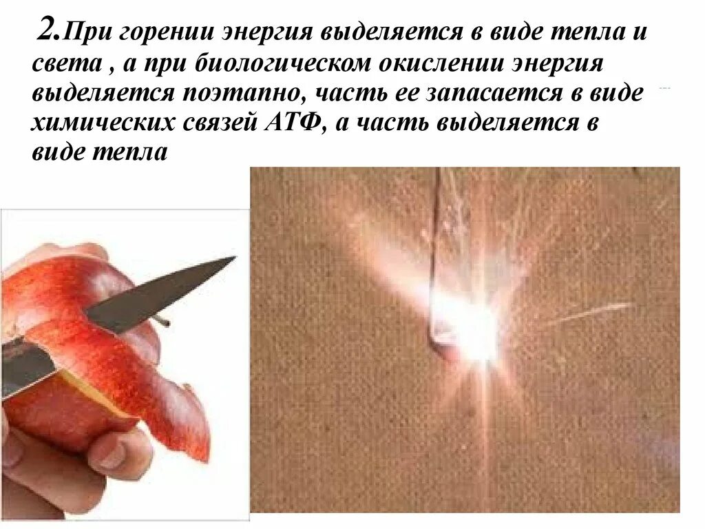 При окислении выделяется энергия. Выделяется в виде тепла. энергия выделяется при горении. поэтапно энергия окисляется. энергия выделяющаяся при злости.