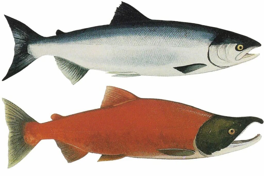 Нерка рыба. Рыба лосось нерка. Нерка рыба красная. Кижуч Тихоокеанский лосось.