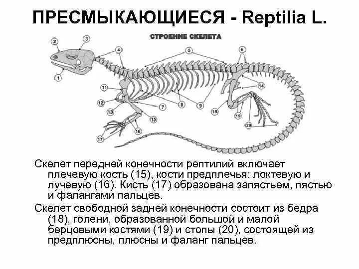 Строение скелета ящерицы пресмыкающихся. Скелет ящерицы строение скелета. Класс пресмыкающиеся осевой скелет. Скелет пресмыкающихся отделы позвоночника.