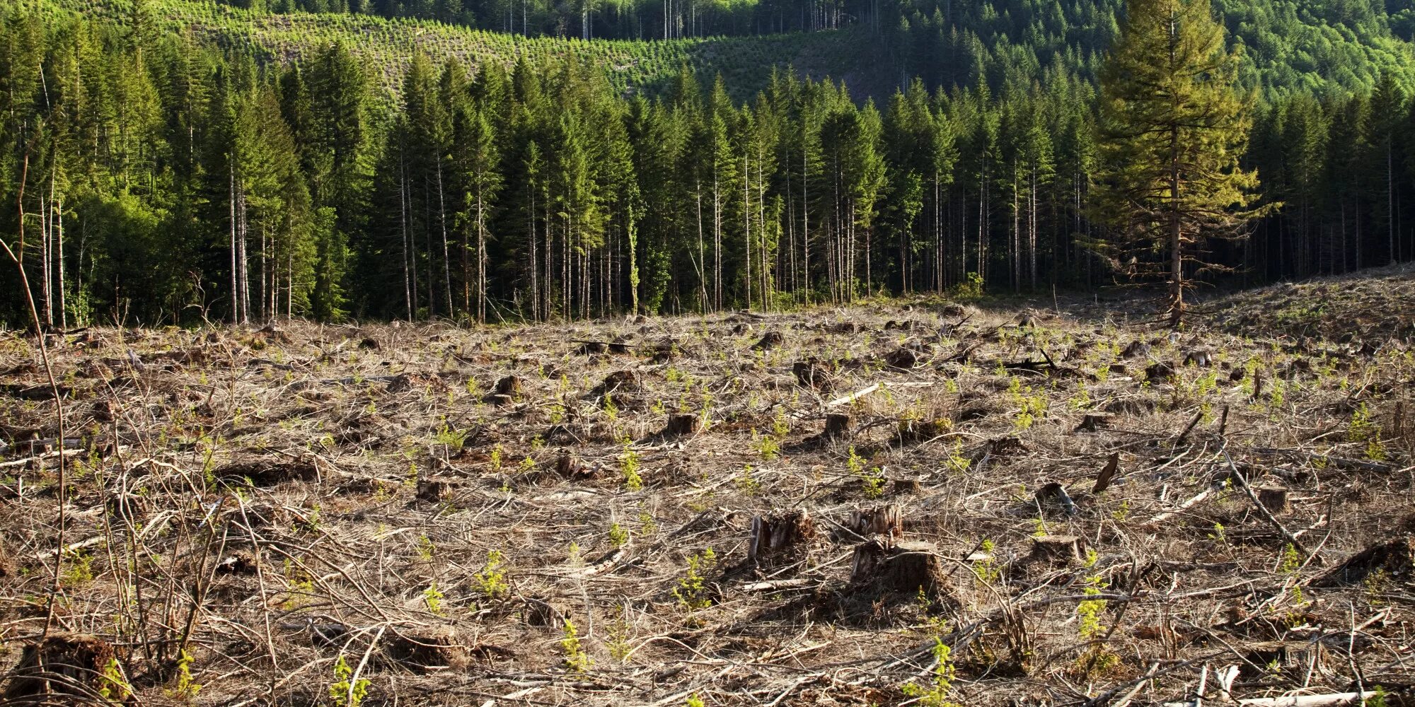 Clear cutting. Истребление лесного Покрова земли. Вырубка лесов. Истребление лесов. Уничтожение лесов.